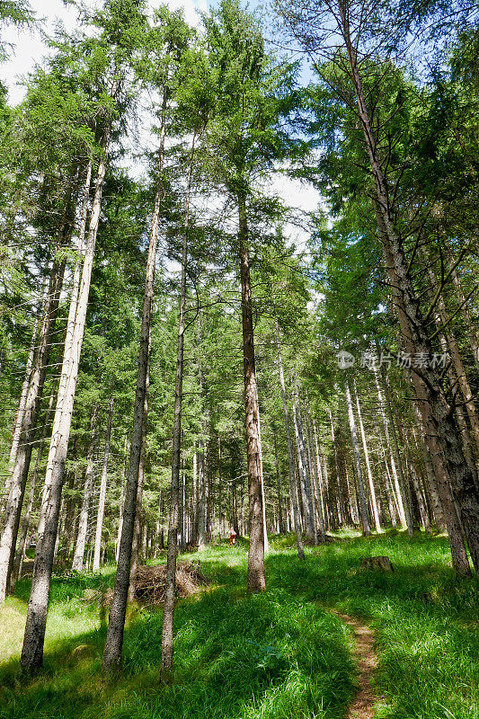森林中的树木，照片作为背景，在帕苏比奥山脉，dolomiti，阿尔卑斯山，thiene schio维琴察，意大利北部